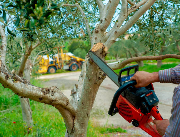 Trusted Arlington, WA Tree Service Experts